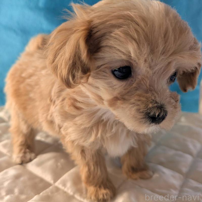 販売中の埼玉県のマルプー:マルチーズ×トイプードル-434623の4枚目