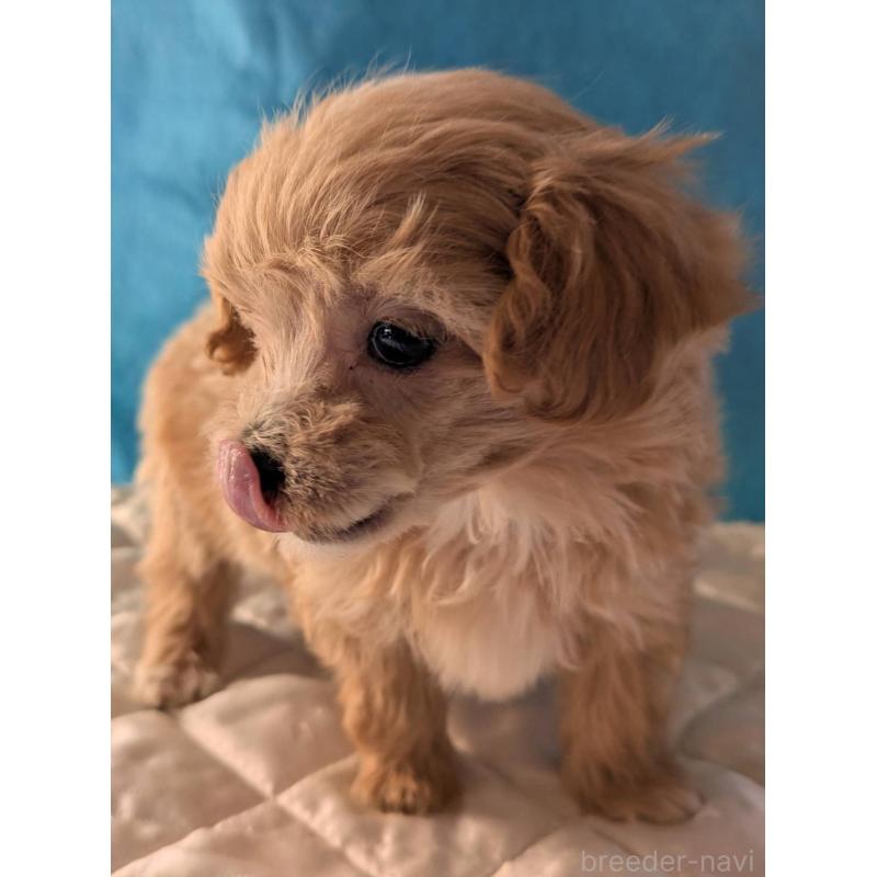 販売中の埼玉県のマルプー:マルチーズ×トイプードル-434623の3枚目