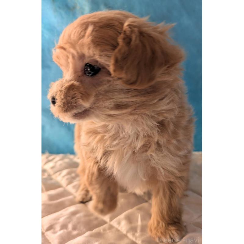 販売中の埼玉県のマルプー:マルチーズ×トイプードル-434623の2枚目