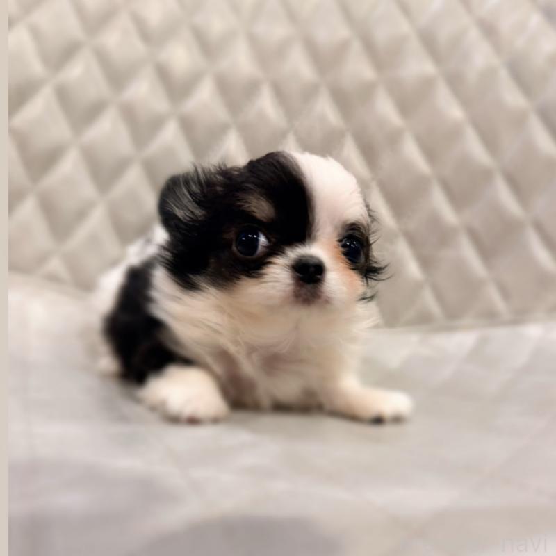 販売中の京都府のチワワ(ロングコート)-441619の6枚目