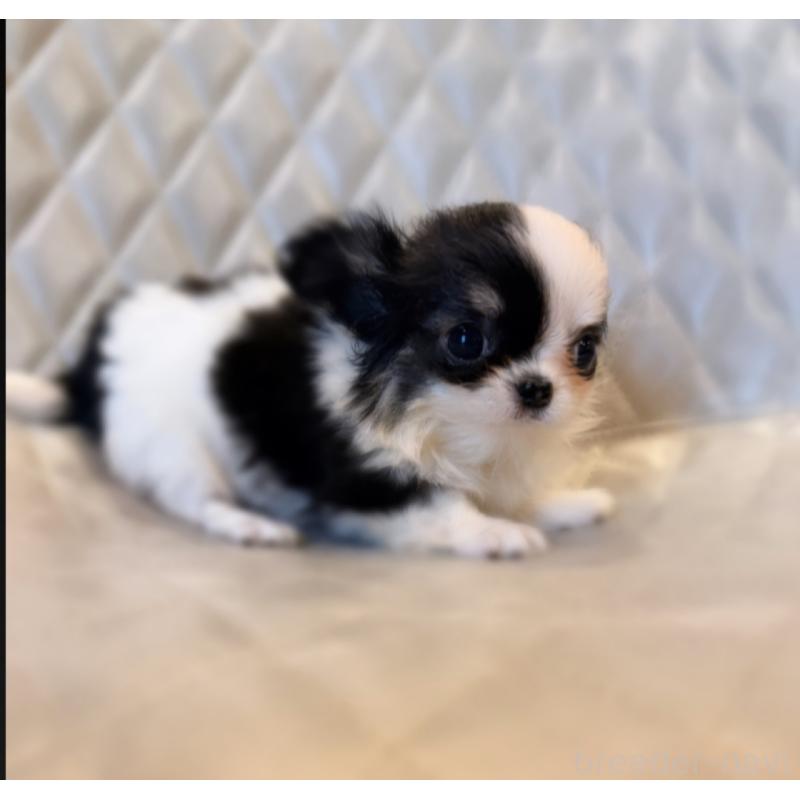 販売中の京都府のチワワ(ロングコート)-441619の5枚目