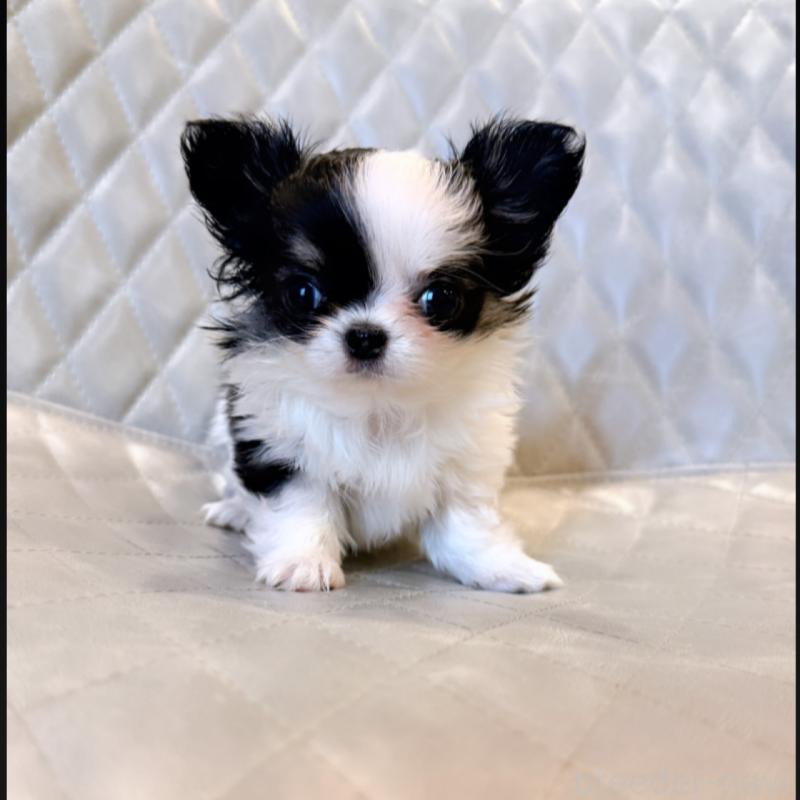 販売中の京都府のチワワ(ロングコート)-441619の4枚目