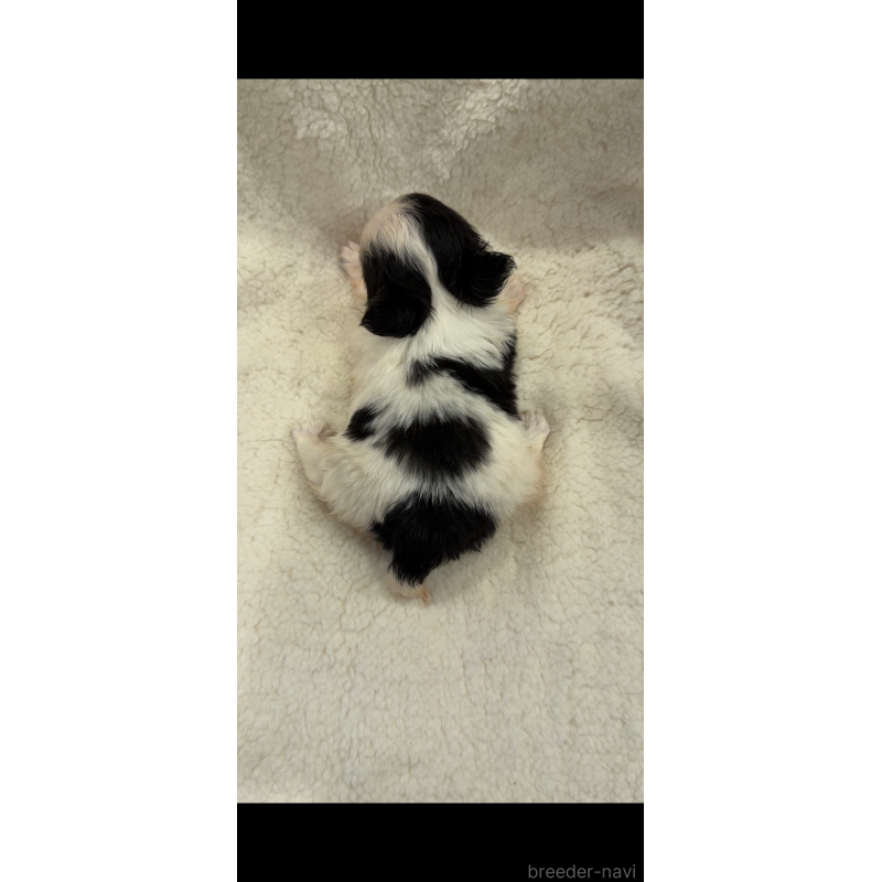 販売中の京都府のチワワ(ロングコート)-441619の3枚目