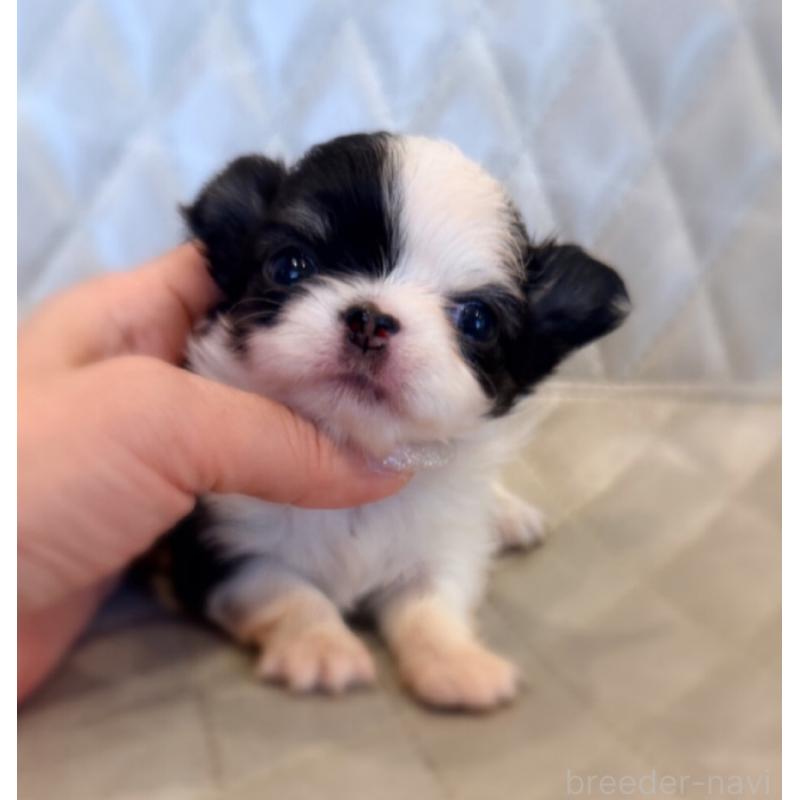 販売中の京都府のチワワ(ロングコート)-441619の2枚目