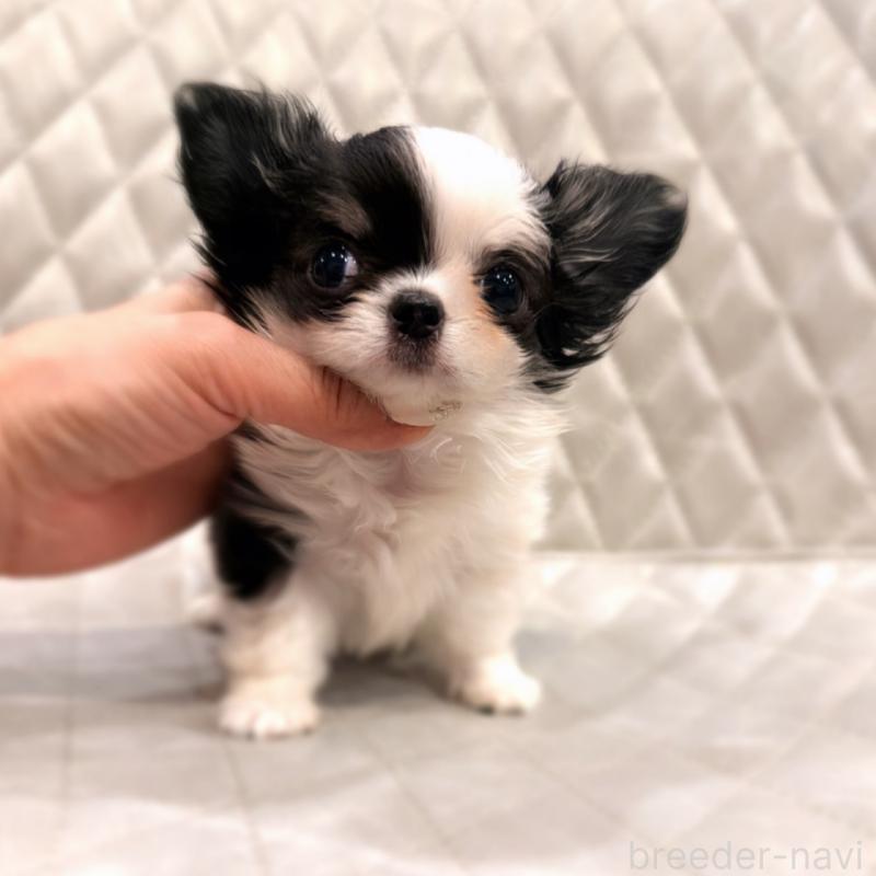 販売中の京都府のチワワ(ロングコート)-432899