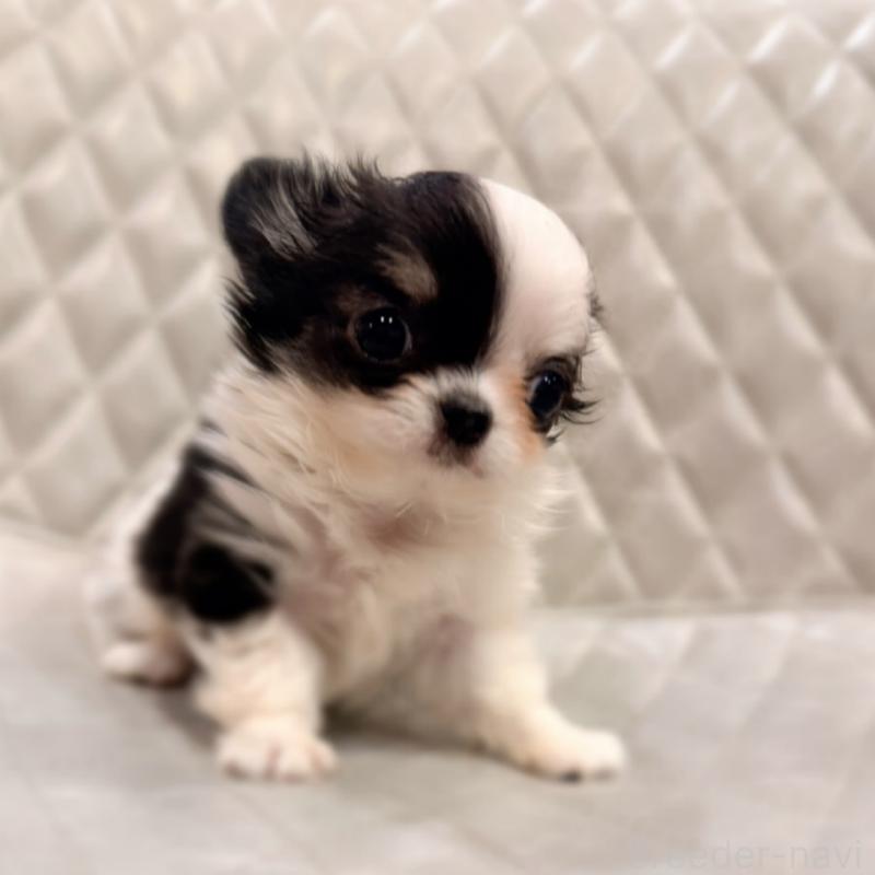 販売中の京都府のチワワ(ロングコート)-432899の3枚目