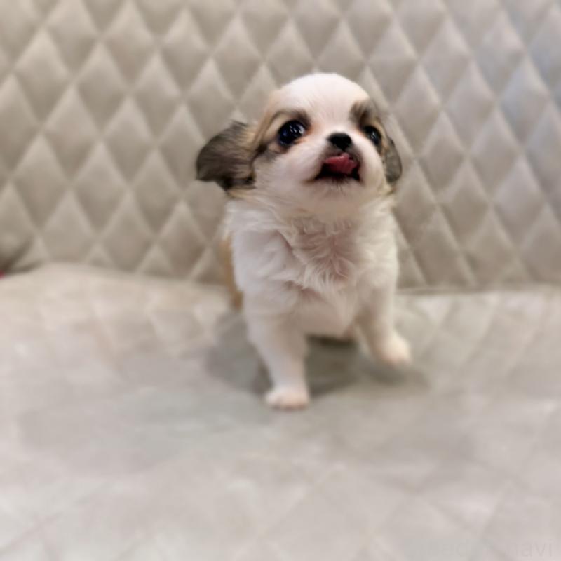 販売中の京都府のチワワ(ロングコート)-441620の4枚目