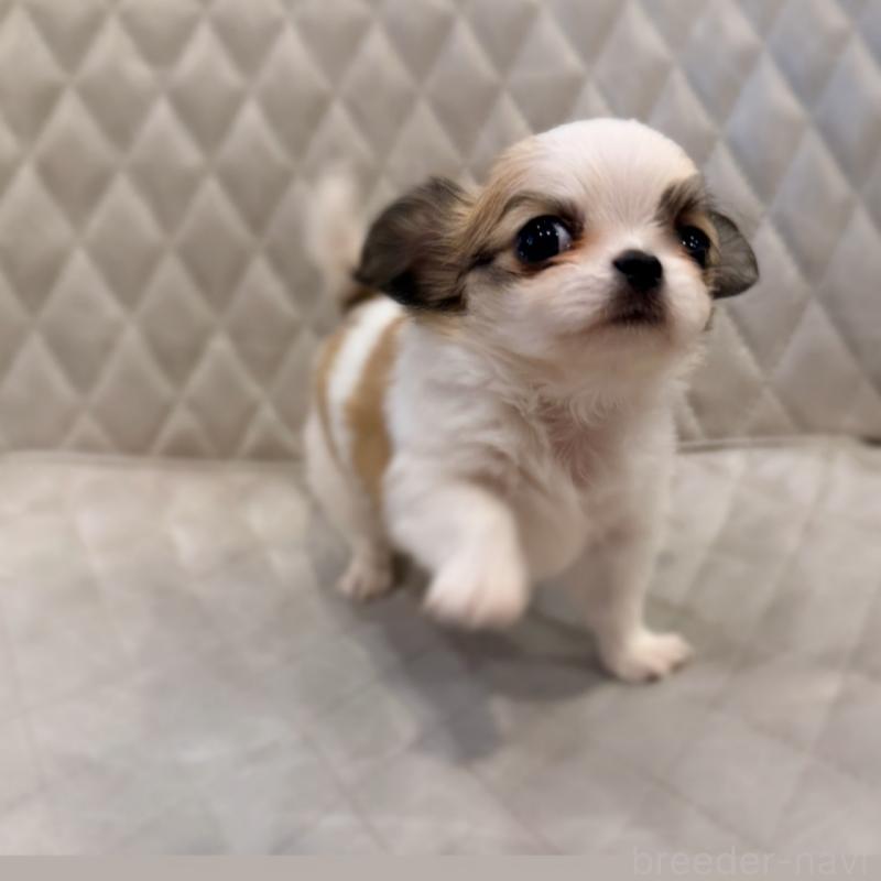 販売中の京都府のチワワ(ロングコート)-441620の3枚目