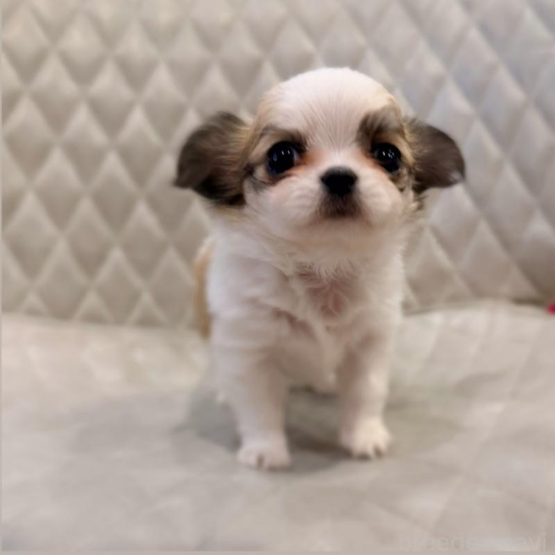 販売中の京都府のチワワ(ロングコート)-441620の2枚目