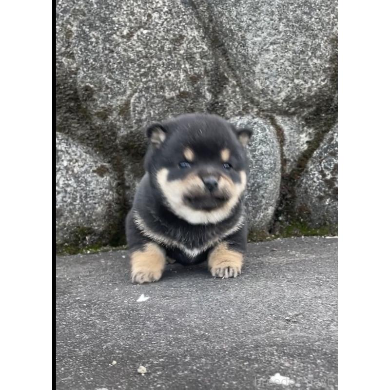 販売中の大分県の豆柴-441624の5枚目