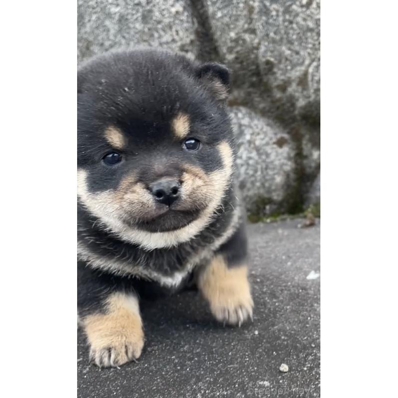 販売中の大分県の豆柴-441624の4枚目