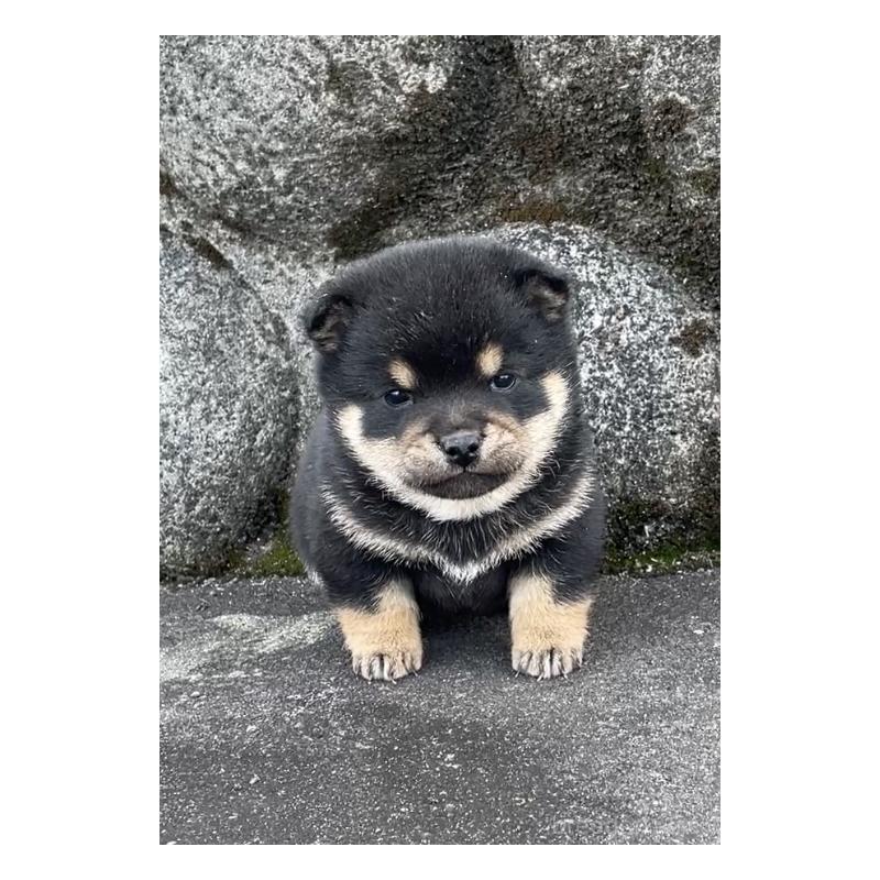 販売中の大分県の豆柴-441624の3枚目