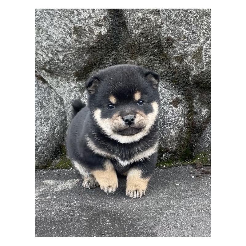 販売中の大分県の豆柴-441624の2枚目