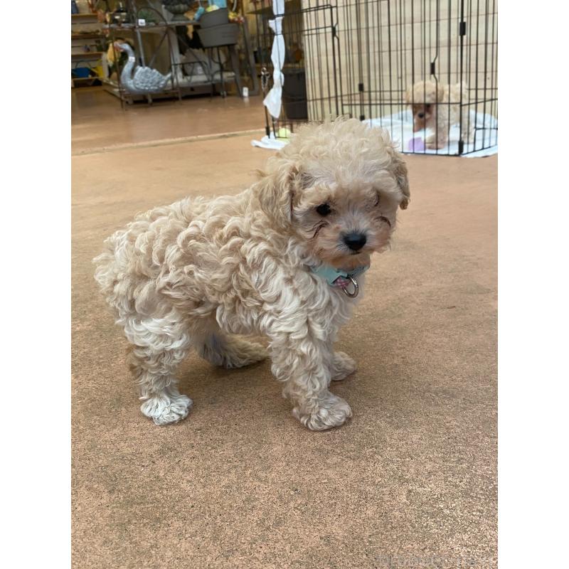 販売中の沖縄県のトイプードル-441622の4枚目