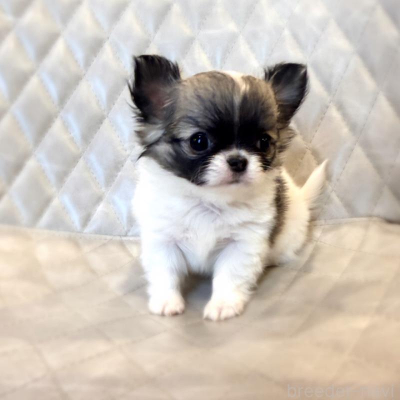 販売中の京都府のチワワ(ロングコート)-441621