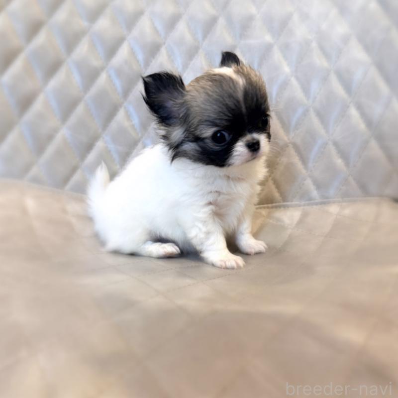 販売中の京都府のチワワ(ロングコート)-441621の5枚目