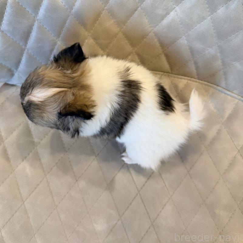 販売中の京都府のチワワ(ロングコート)-441621の3枚目