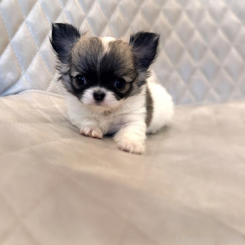 販売中の京都府のチワワ(ロングコート)-441621の2枚目