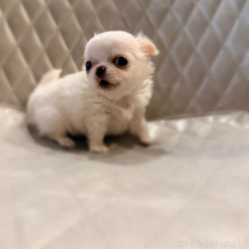 販売中の京都府のチワワ(ロングコート)-441623の4枚目