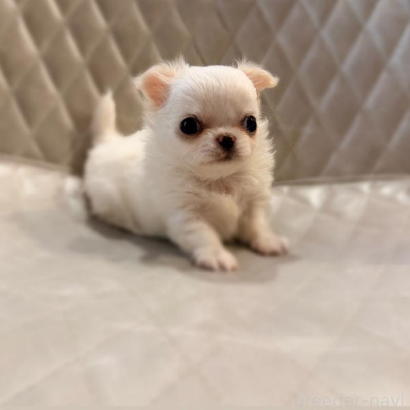 販売中の京都府のチワワ(ロングコート)-441623の3枚目