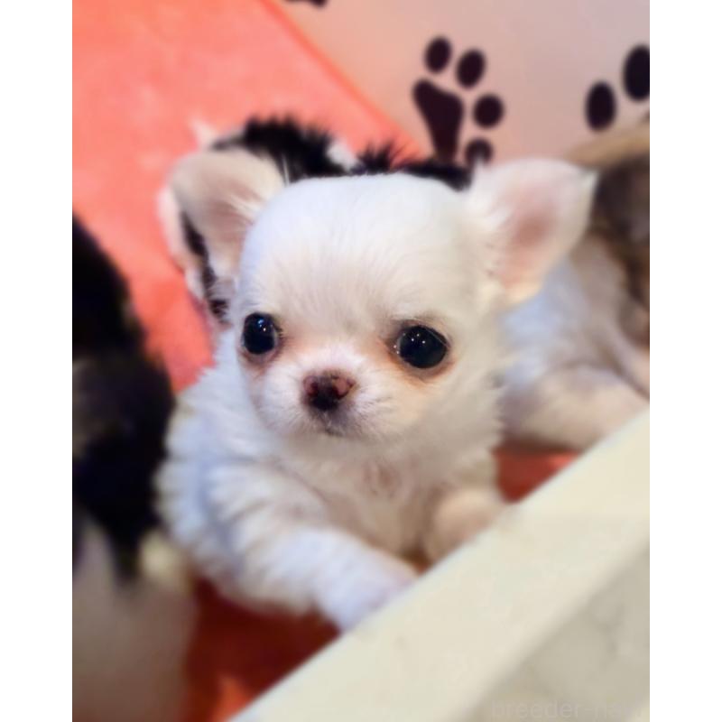 販売中の京都府のチワワ(ロングコート)-441623の2枚目