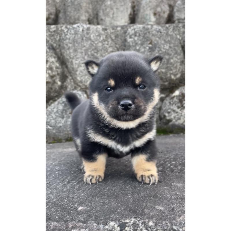 販売中の大分県の豆柴-441627の5枚目