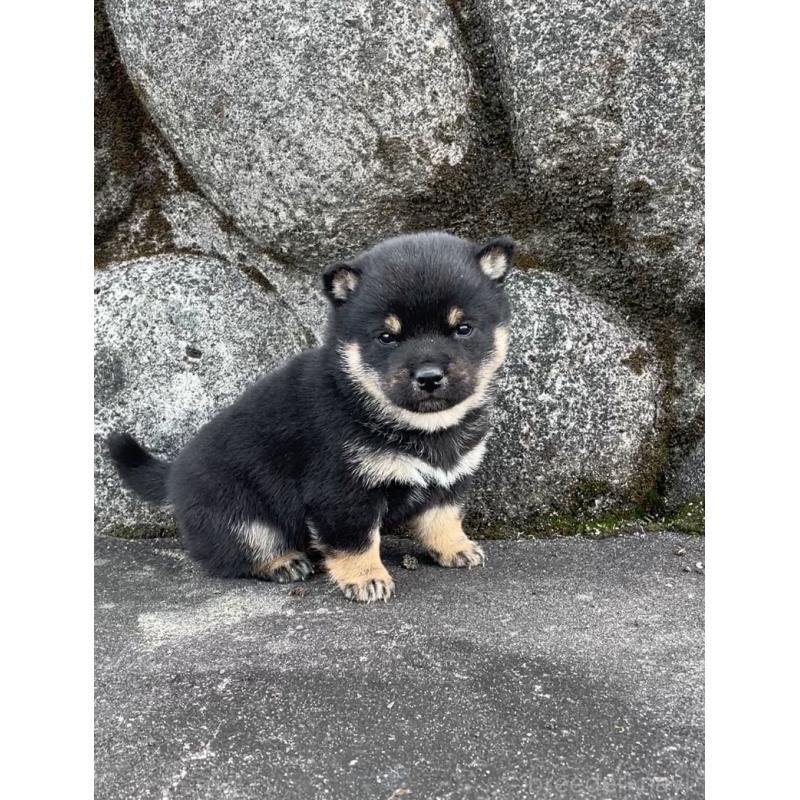 販売中の大分県の豆柴-441627の4枚目