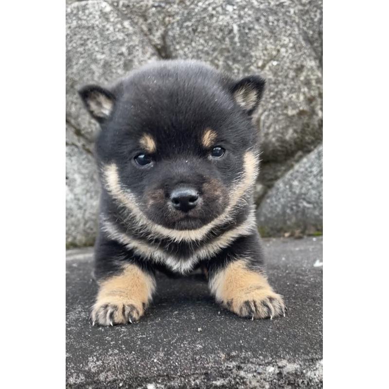 販売中の大分県の豆柴-441627の3枚目