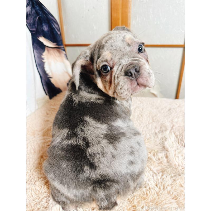 販売中の奈良県のフレンチブルドッグ-441625の4枚目