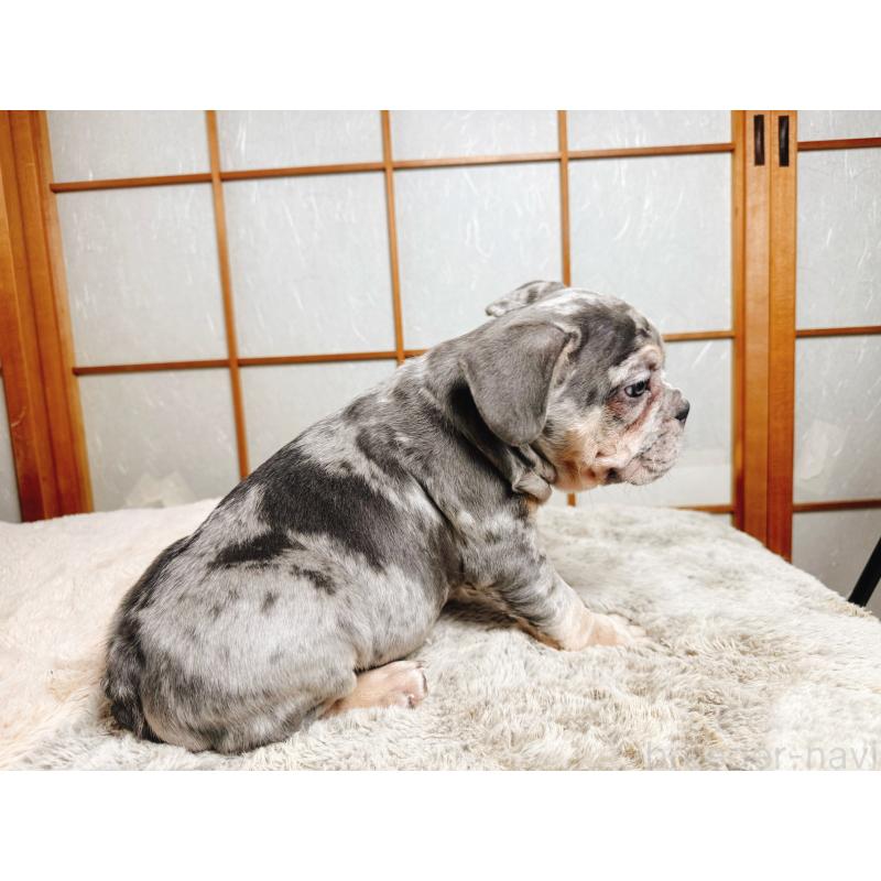 販売中の奈良県のフレンチブルドッグ-441625の3枚目