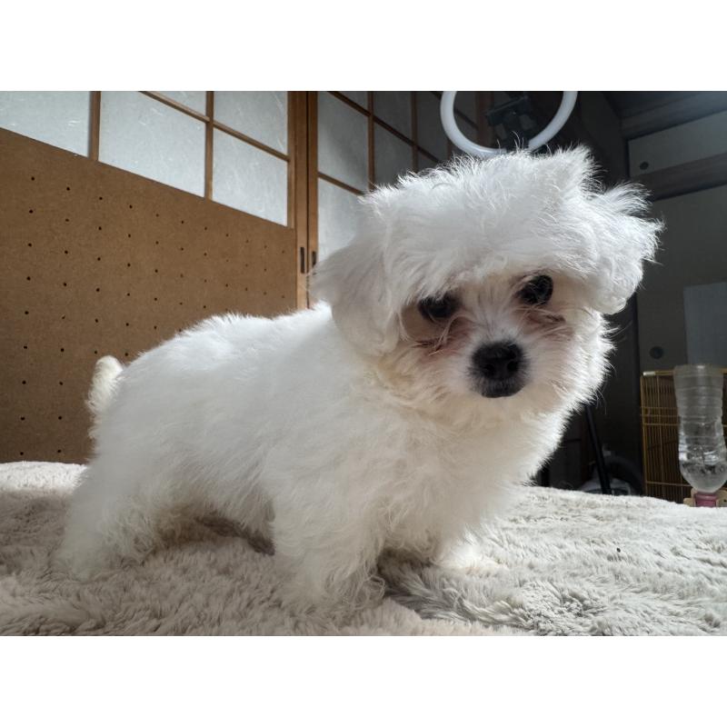 販売中の奈良県のビションフリーゼ-441628の8枚目