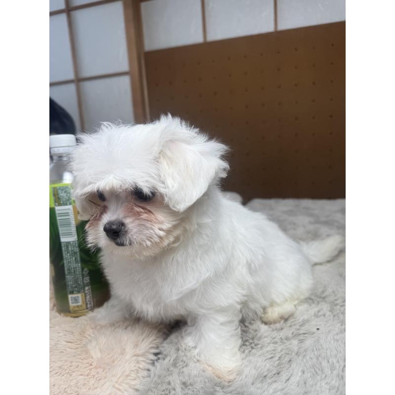 販売中の奈良県のビションフリーゼ-441628の6枚目