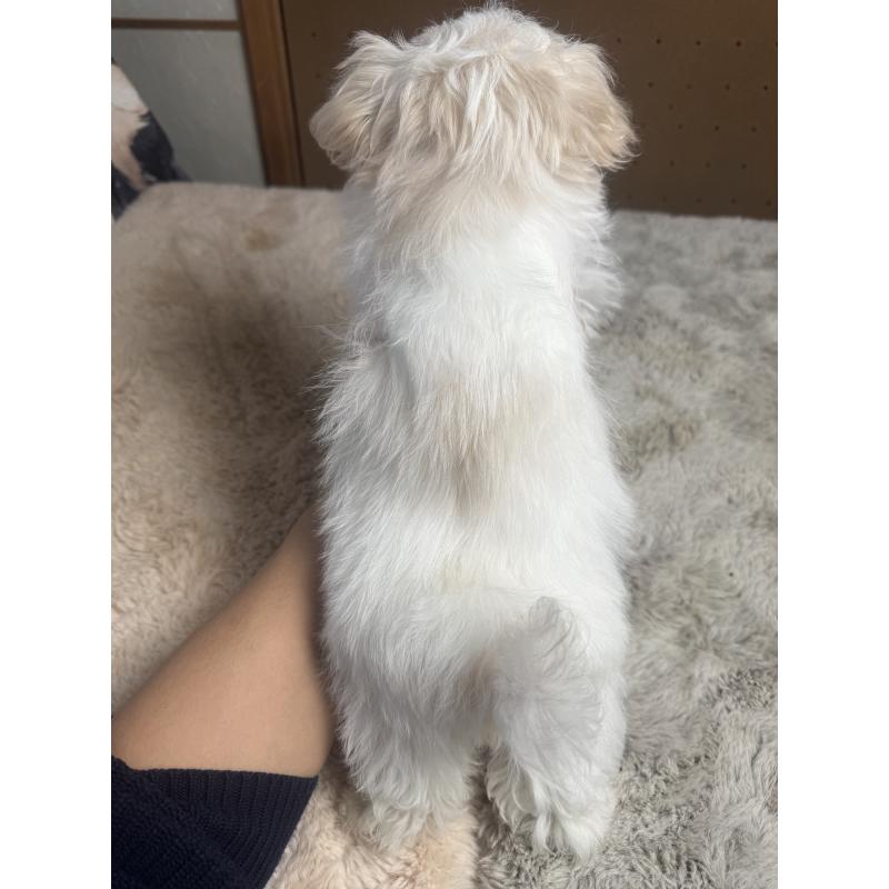 販売中の奈良県のビションフリーゼ-441628の5枚目