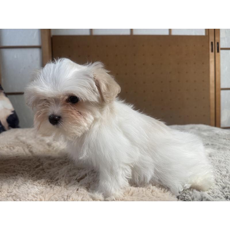 販売中の奈良県のビションフリーゼ-441628の4枚目