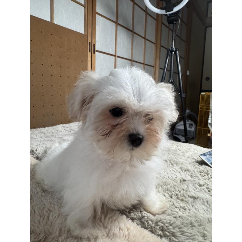 販売中の奈良県のビションフリーゼ-441628の3枚目