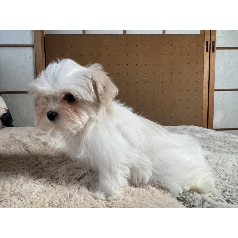 販売中の奈良県のビションフリーゼ-441628の2枚目