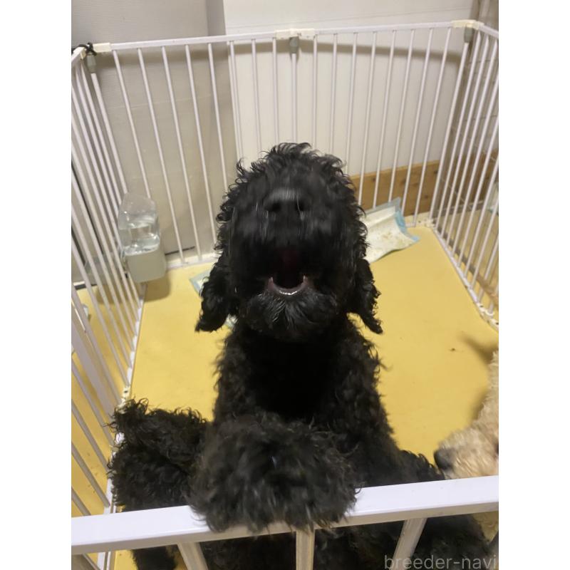 販売中の大阪府のゴールデンドゥードル:ゴールデンレトリーバー×プードル-436772の4枚目