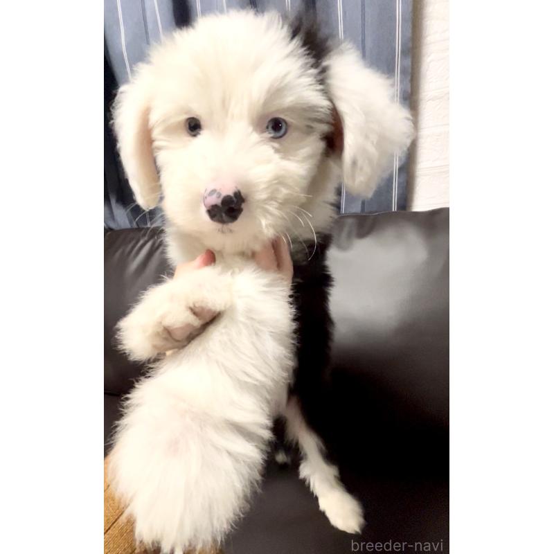 商談中の奈良県のオールドイングリッシュシープドッグ-439045の2枚目