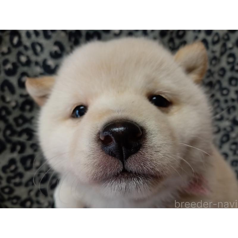 販売中の熊本県の豆柴-439456の7枚目