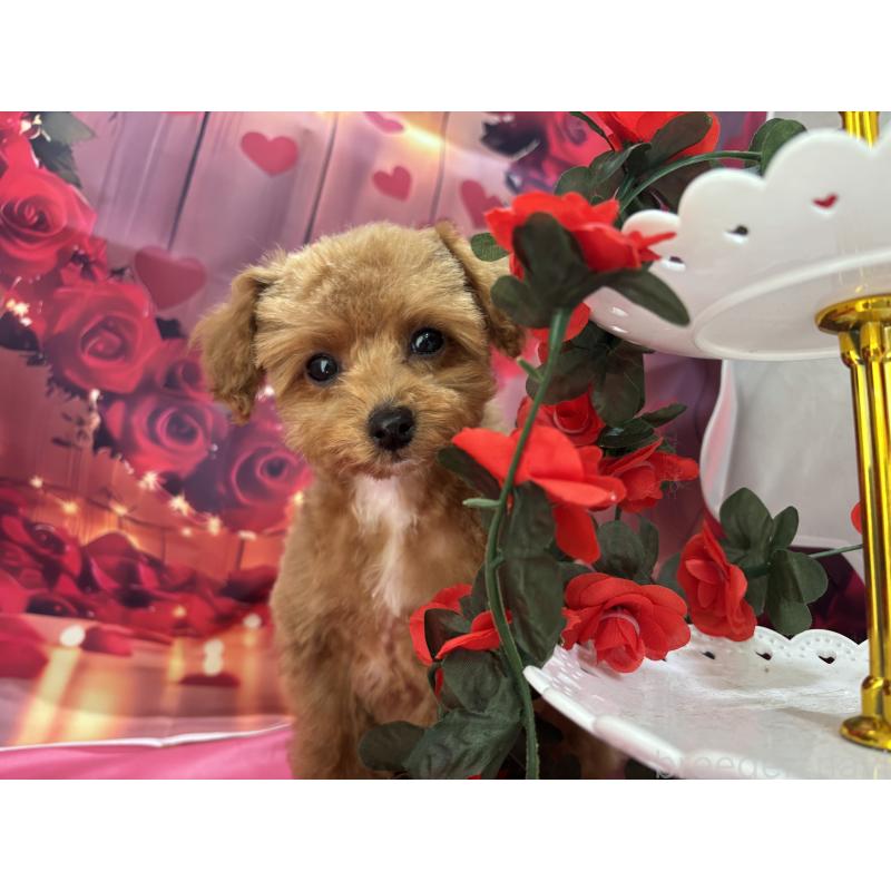 販売中の栃木県のティーカッププードル-437436