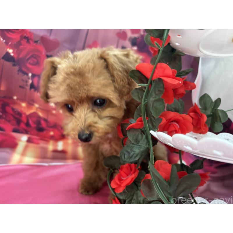 成約済の栃木県のティーカッププードル-437436の10枚目