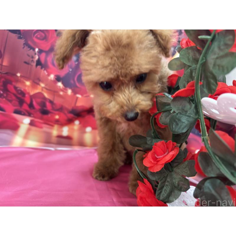 成約済の栃木県のティーカッププードル-437436の9枚目