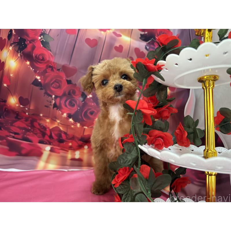 成約済の栃木県のティーカッププードル-437436の8枚目