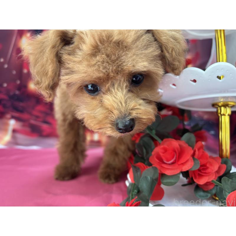 成約済の栃木県のティーカッププードル-437436の7枚目