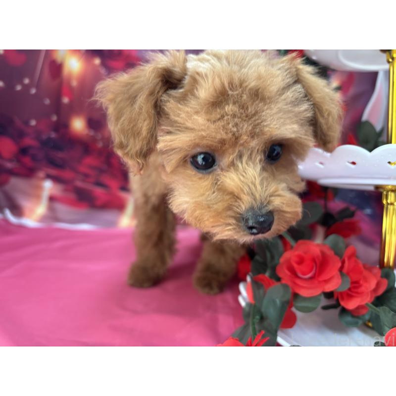 成約済の栃木県のティーカッププードル-437436の6枚目