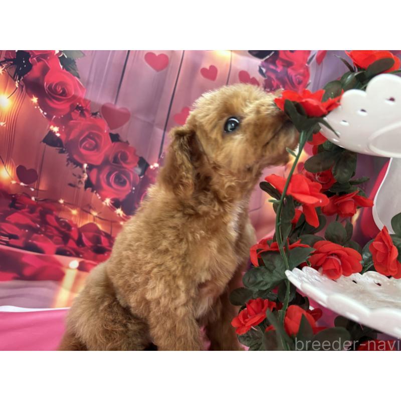 成約済の栃木県のティーカッププードル-437436の5枚目