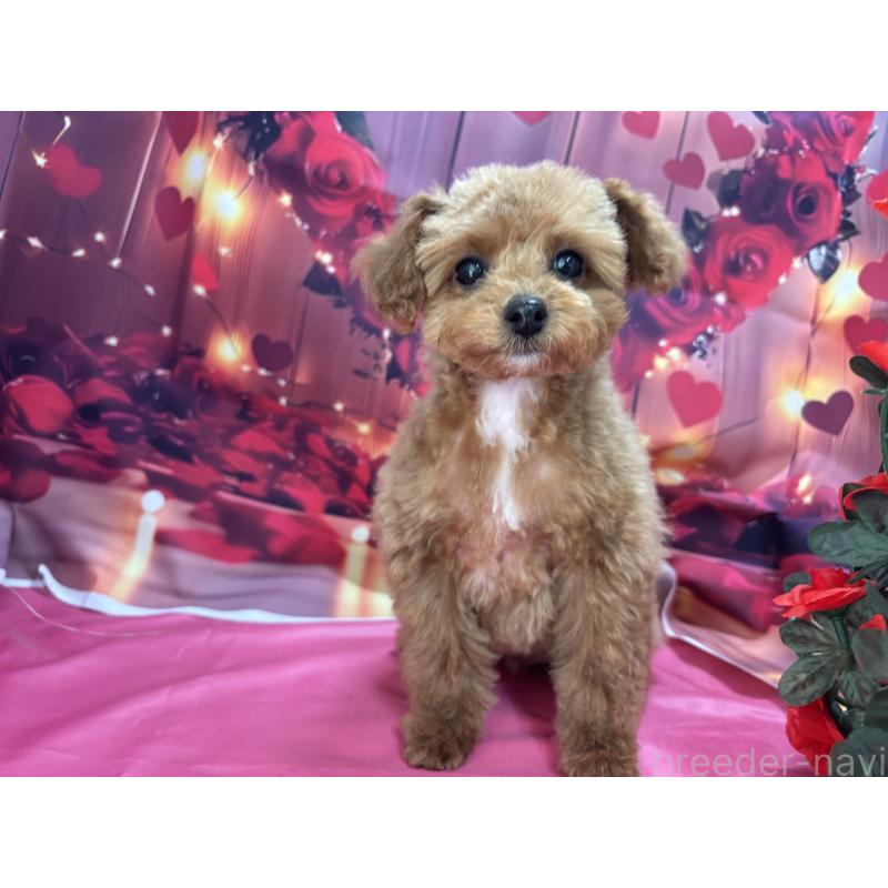 成約済の栃木県のティーカッププードル-437436の4枚目