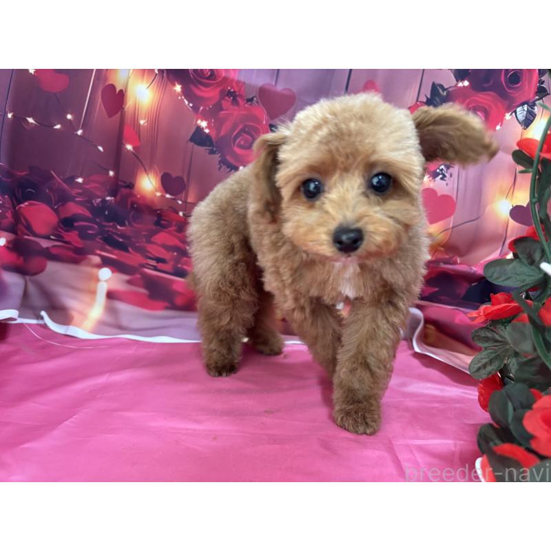 成約済の栃木県のティーカッププードル-437436の3枚目