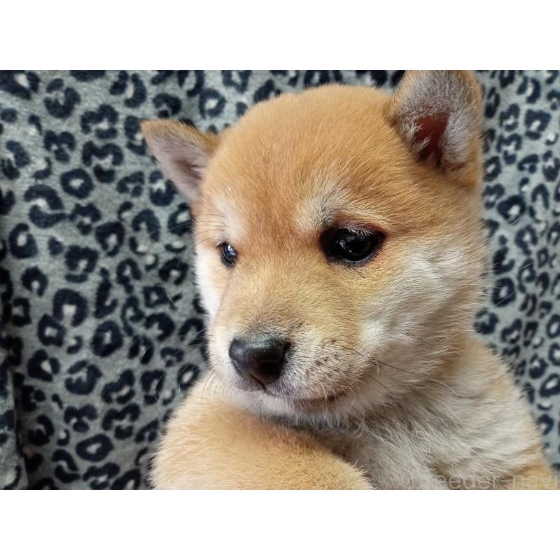 販売中の熊本県の豆柴-436767の3枚目