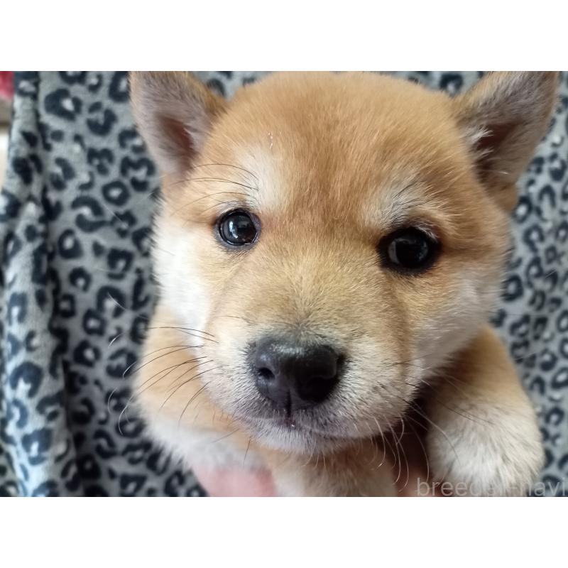 販売中の熊本県の豆柴-436767の2枚目